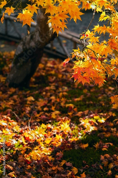 Fototapeta 晩秋の落葉 日本の秋