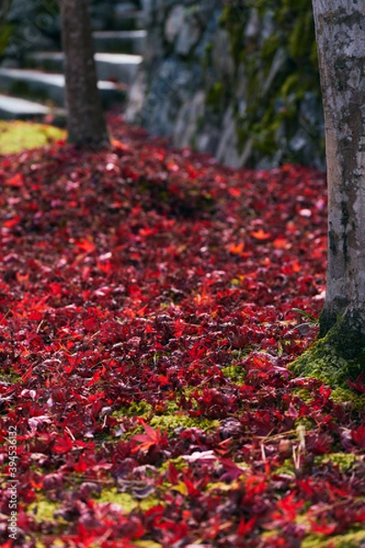Fototapeta 晩秋の落葉 日本の秋