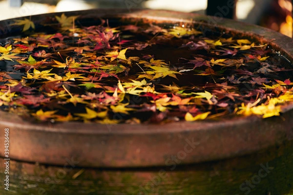 Fototapeta 晩秋の落葉 日本の秋