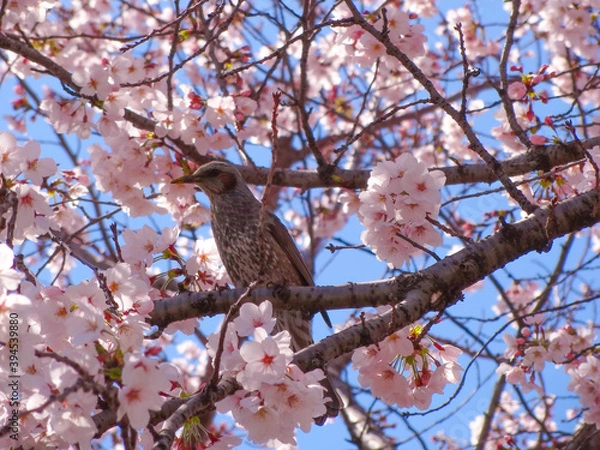 Obraz 満開の桜の中で鳴くヒヨドリ
