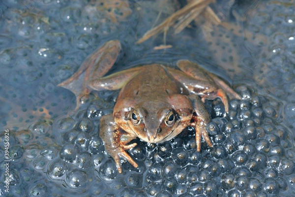 Fototapeta 鳴嚢をふくらませて鳴くエゾアカガエルの雄（北海道・鶴居村）
