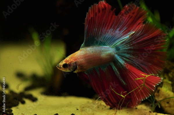Obraz Betta splendens