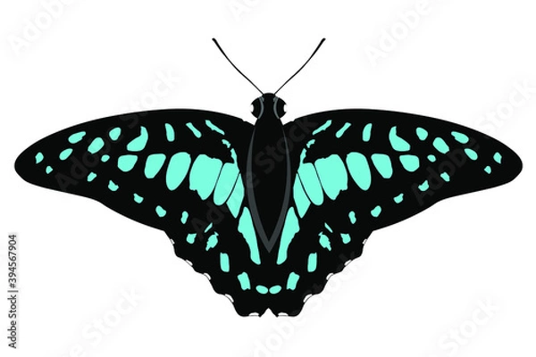 Obraz butterfly Graphium Doson isolated on white