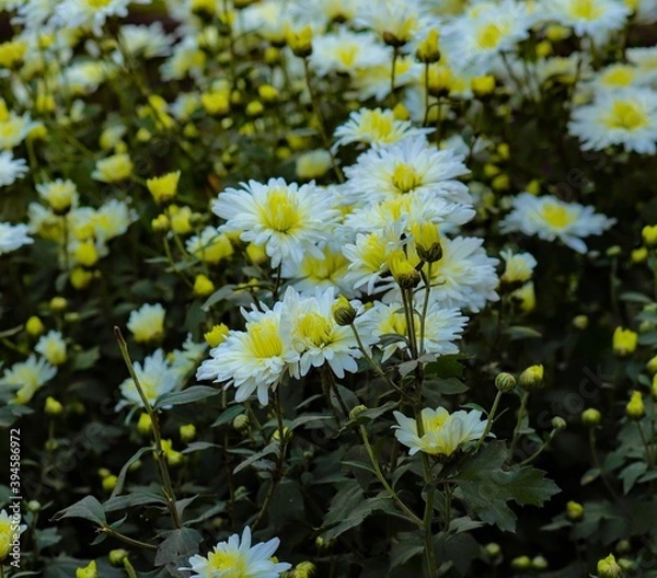 Obraz white daisies in the garden