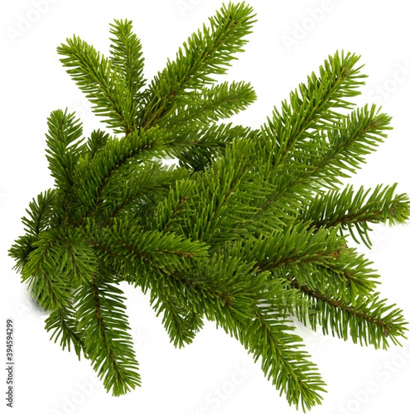 Fototapeta Spruce green branches on a white isolated background. Texture or background