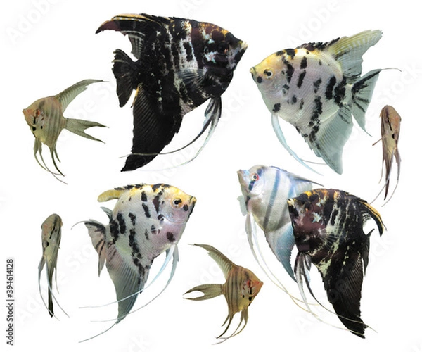 Obraz Scalars isolated