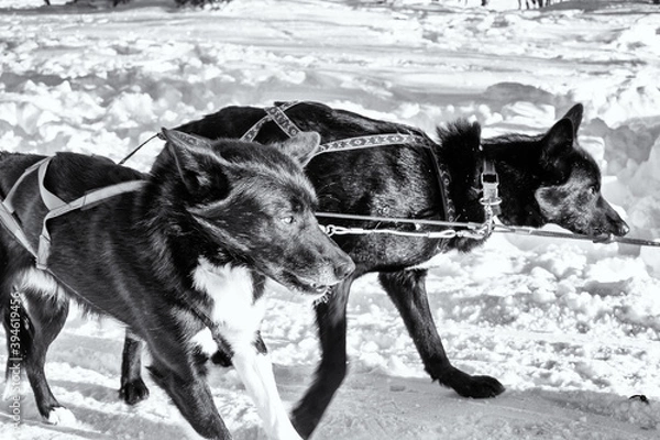 Obraz Dog sledding