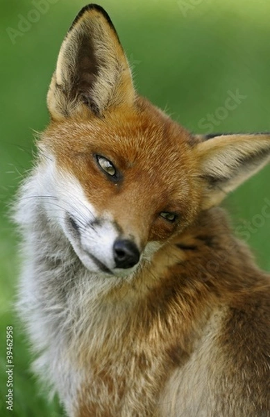 Obraz Red Fox Portrait