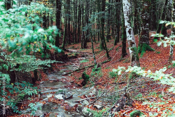Obraz forest in autumn