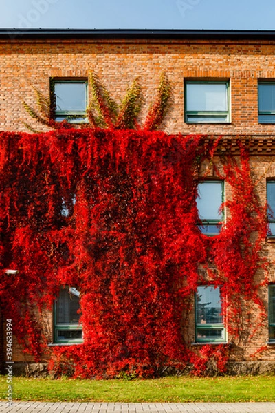 Obraz Autumnal view of red brick building covered by red foliage of parthenocissus.
