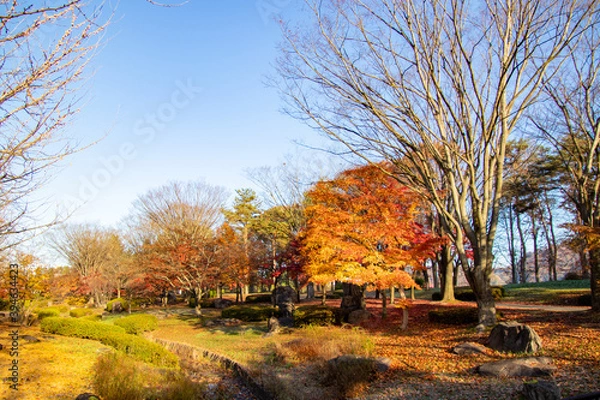 Fototapeta 秋の公園　綺麗に色づく紅葉の葉