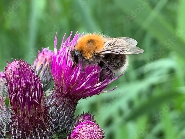 Obraz Bee on a flower