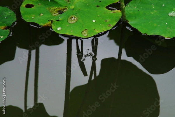 Fototapeta 蓮池のアメンボウ