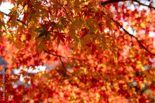 Fototapeta 綺麗に色づく紅葉の葉
