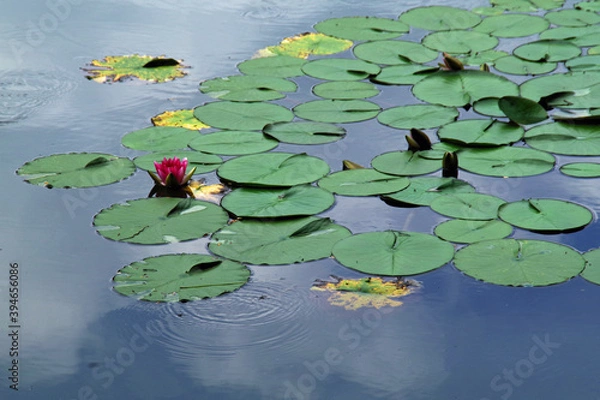 Fototapeta 空を映す睡蓮池