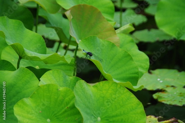 Fototapeta トンボがとまる蓮の葉
