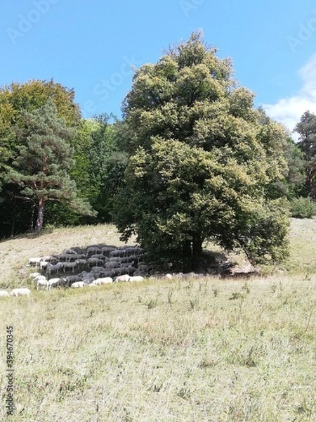 Obraz Baum und Schafe