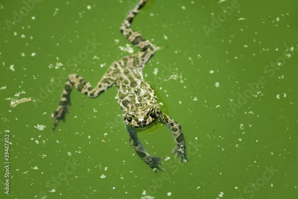 Fototapeta Frog swimming