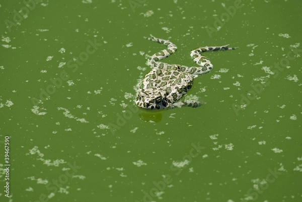 Fototapeta Swimming Frog