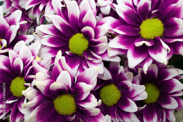 Obraz Flores De Gerbera