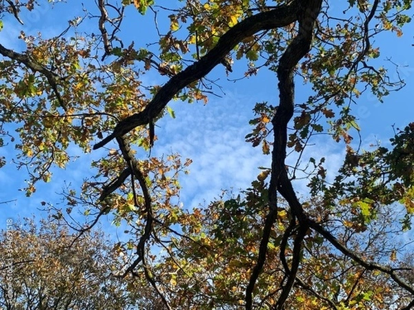 Obraz Sky through trees
