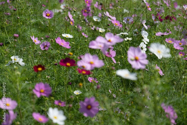 Fototapeta 秋　コキア