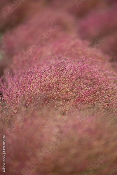 Fototapeta 秋　コキア