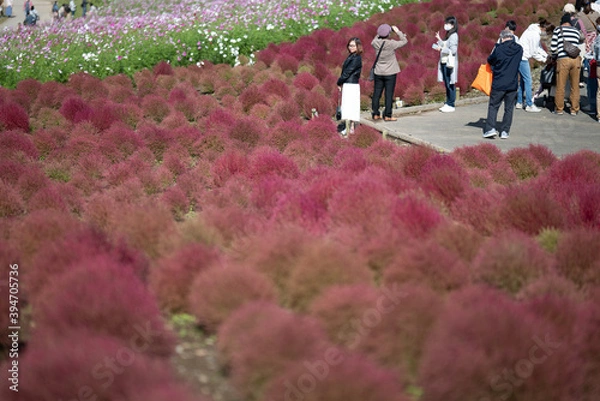 Fototapeta 秋　コキア
