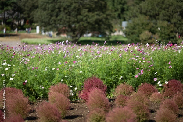 Obraz 秋　コキア