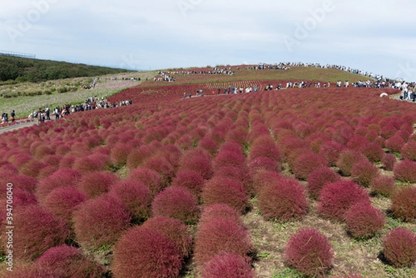 Fototapeta 秋　コキア