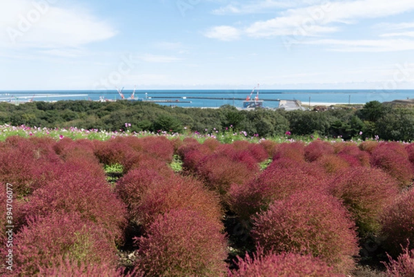 Fototapeta 秋　コキア