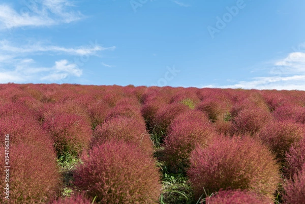 Fototapeta 秋　コキア