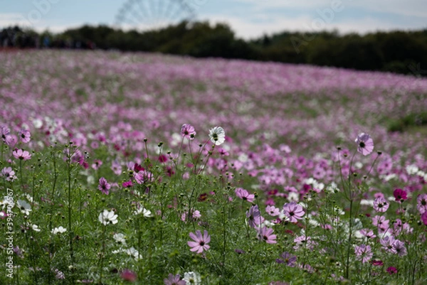 Fototapeta コスモス