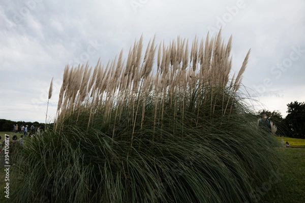 Fototapeta すすき