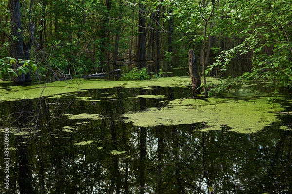 Fototapeta wooded oxbow lake with duckweed flooded during the spring flood