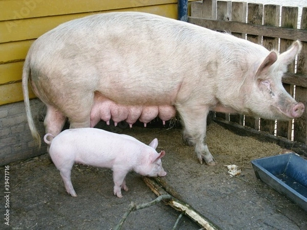 Obraz A pig with a piglet in a stable