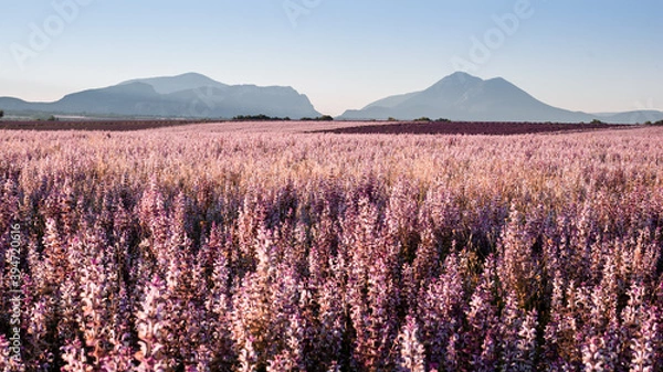 Obraz Sunset on sage field 