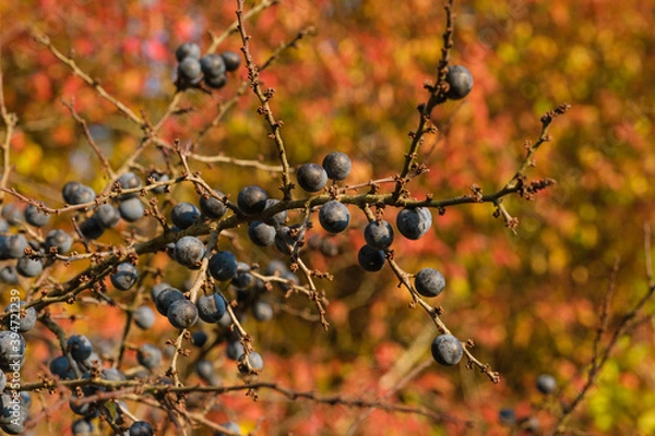 Fototapeta Schlehen / Früchte des Schlehdorn (lat.: Prunus spinosa) in einer Schlehenhecke in einer herbstlichen Landschaft mit orangen Blättern im Hintergrund