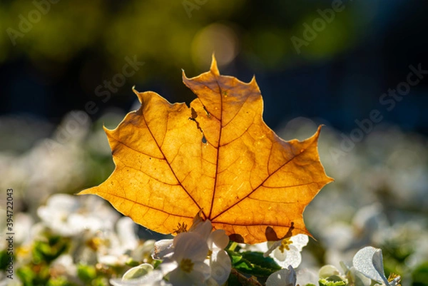 Fototapeta yellow maple leaf