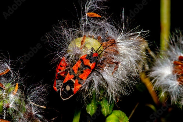 Fototapeta bugs on leaf