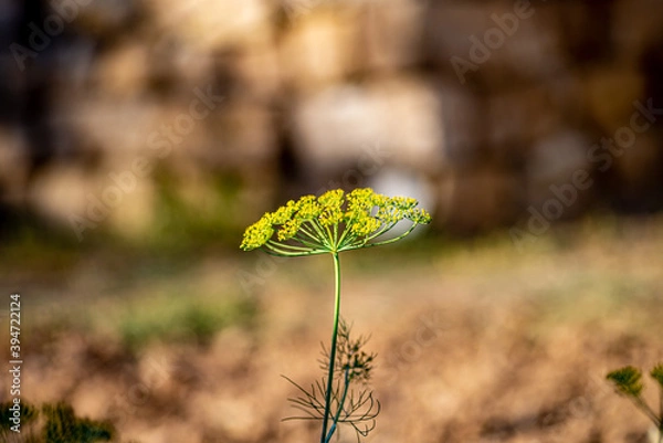 Fototapeta dill and background