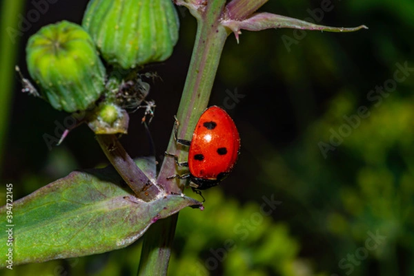 Fototapeta ladybird on a leaf