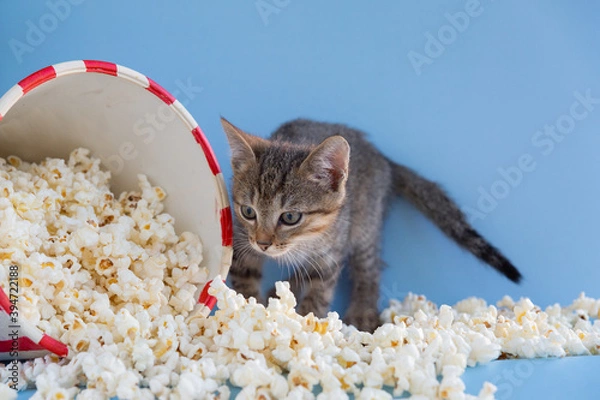 Fototapeta Kitten sprinkled a bucket of popcorn on a blue background.