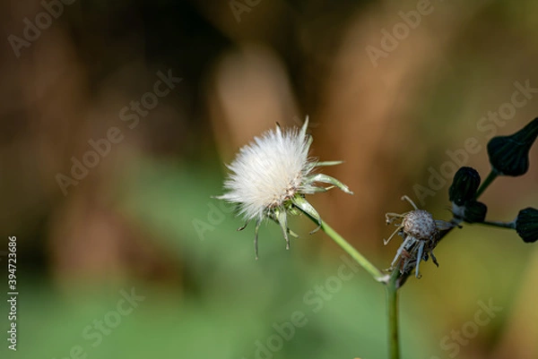 Fototapeta white flower