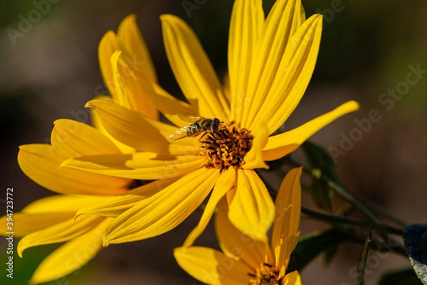 Fototapeta bee on flower
