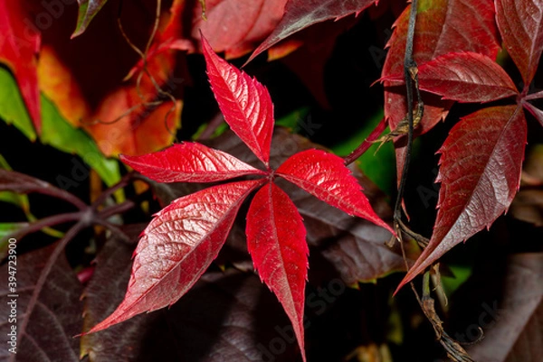 Fototapeta red leaves