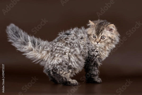 Obraz Selkirk rex on brown background
