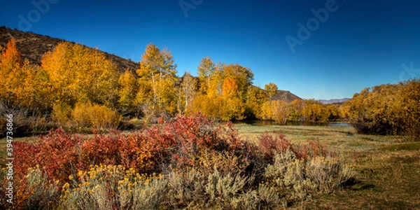 Fototapeta Fall Color and Leaf Change in Harrison Pass Nevada