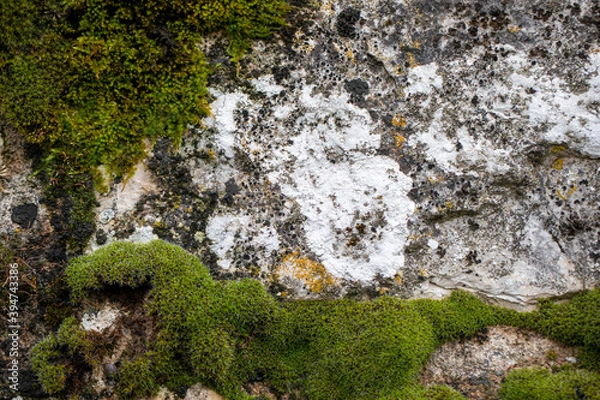 Fototapeta pierre et mousse, texture