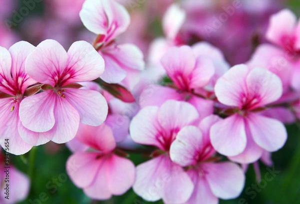 Obraz Pelargonium